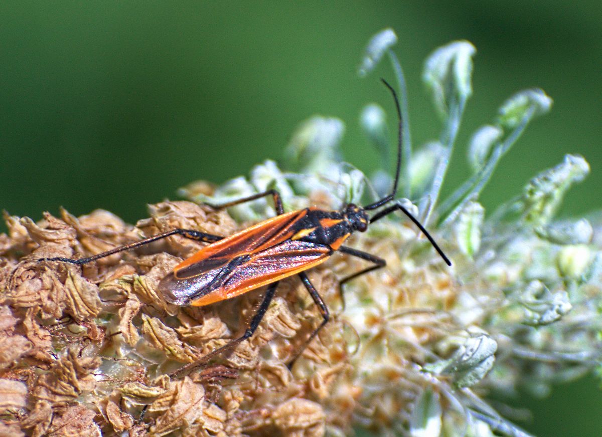 Leptopterna dolabrata ? S, maschio